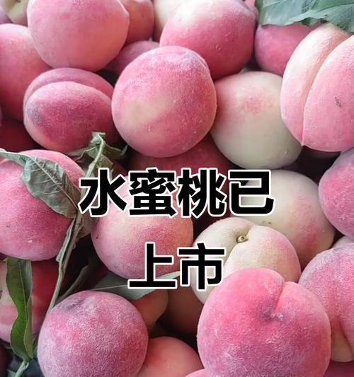 水蜜桃成熟上市季节（了解水蜜桃的成长周期和上市时间）