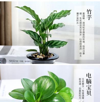 电脑宝贝花的养护技巧（打造繁盛的宝贝花世界）