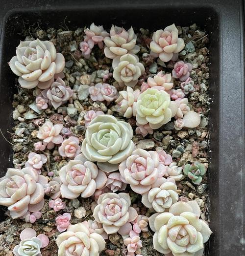 多肉种子的种植方法（从选择种子到养护技巧，轻松打造多肉小园）