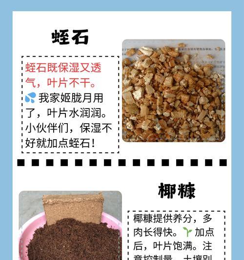 多肉种子的种植方法（从选择种子到养护技巧，轻松打造多肉小园）