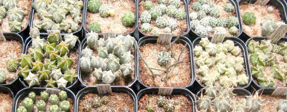 多肉种子的种植方法（从选择种子到养护技巧，轻松打造多肉小园）