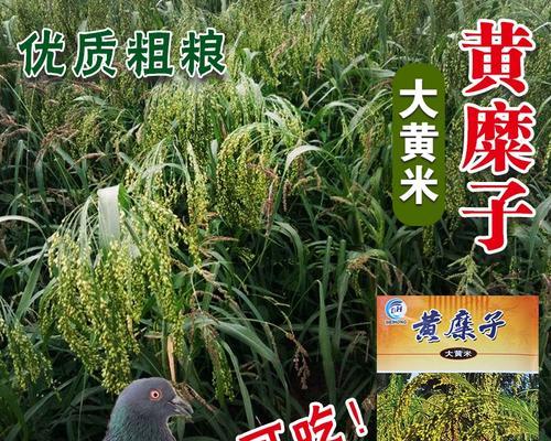 大黄米，一种罕见的天然药食材（探秘大黄米的来源、营养价值和应用领域）