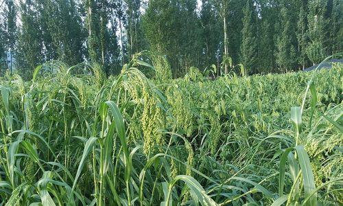 大黄米，一种罕见的天然药食材（探秘大黄米的来源、营养价值和应用领域）