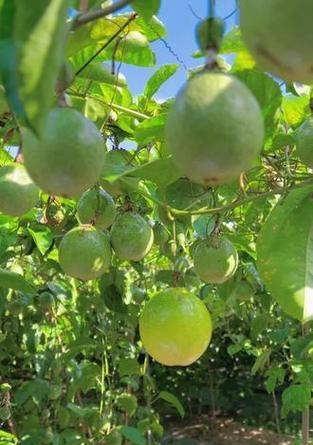 百香果成熟季节全解析（百香果的种植与收获、营养成分和药用价值）