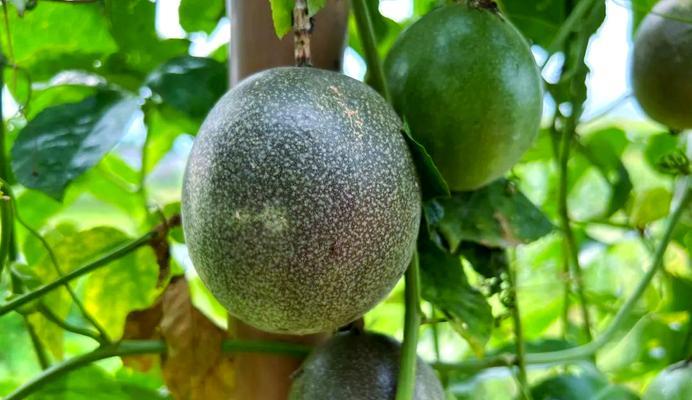 百香果成熟季节全解析（百香果的种植与收获、营养成分和药用价值）