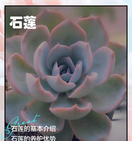 滇石莲的养殖技巧（如何让滇石莲长得更好？）