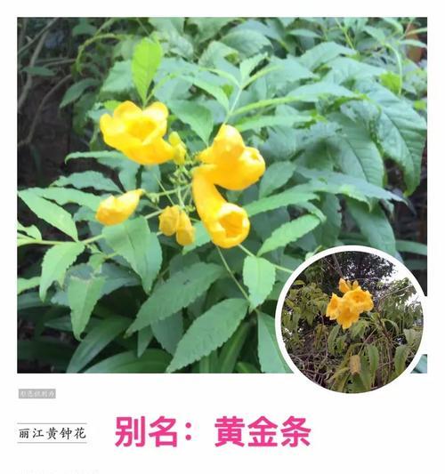 滴水观音——浇上啤酒水（解锁滴水观音的神奇妙用，让你的啤酒更加美味）
