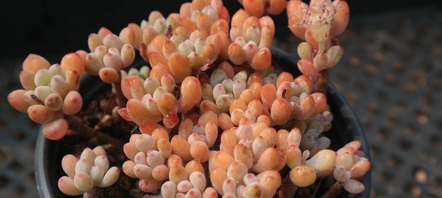 绿豆多肉养护方法全解析（简单易养的多肉新品种，绿豆多肉带来不一样的观赏体验）
