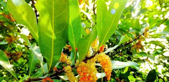 杨梅的花开花落（探寻杨梅的花期、花色和花形）