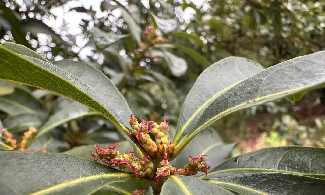 杨梅的花开花落（探寻杨梅的花期、花色和花形）