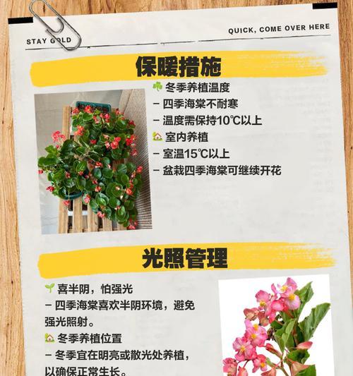 四季海棠的适宜养护方式（探究四季海棠的光照条件能否晒太阳）