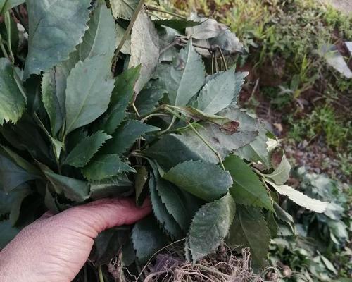 瓢瓜种植全面解析（亩产量及效益如何提升，深度探究）