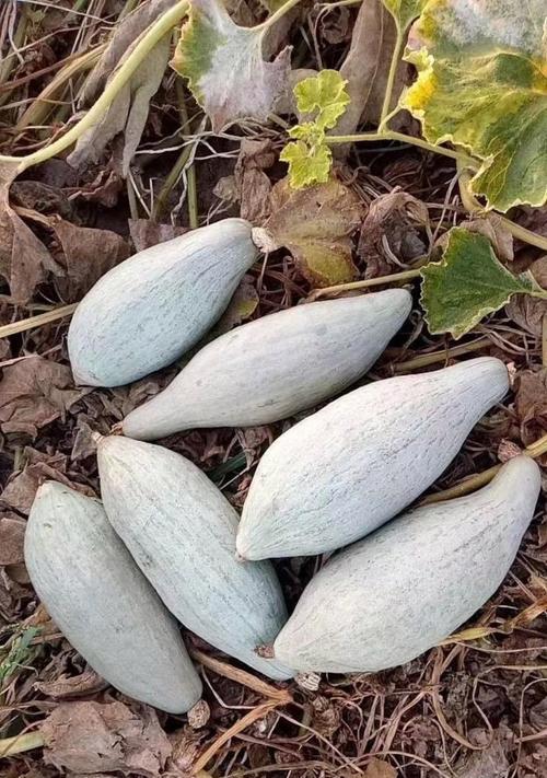 瓢瓜种植全面解析（亩产量及效益如何提升，深度探究）