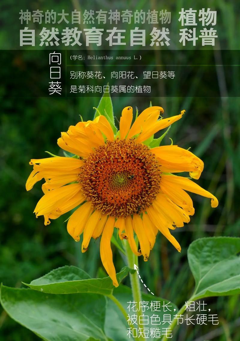 向日葵的繁殖方法和注意事项（以种子和扦插两种方式进行繁殖，关注土壤环境、水分和光照等细节）