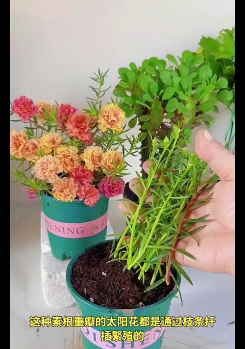 向日葵的繁殖方法和注意事项（以种子和扦插两种方式进行繁殖，关注土壤环境、水分和光照等细节）