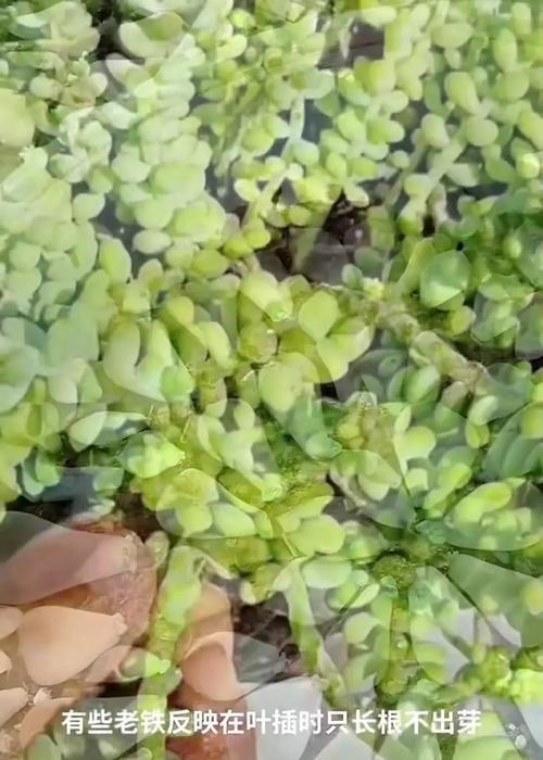 如何避免叶插苗徒长？（养护技巧，让苗木茁壮成长）
