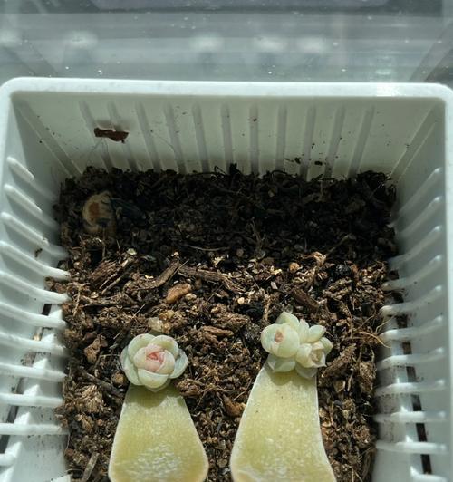 如何避免叶插苗徒长？（养护技巧，让苗木茁壮成长）