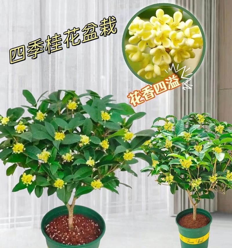 盆栽桂花的种植与养护（从选购到养护，让你轻松打造小型花园）