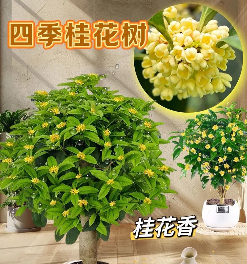 盆栽桂花的种植与养护（从选购到养护，让你轻松打造小型花园）