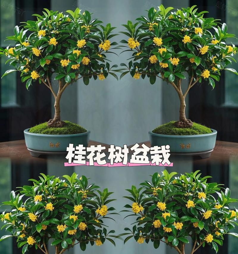 盆栽桂花的种植与养护（从选购到养护，让你轻松打造小型花园）