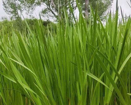 水菖蒲——一种优美的水生植物（生长环境、形态特征、生长习性、营养价值及药用价值）