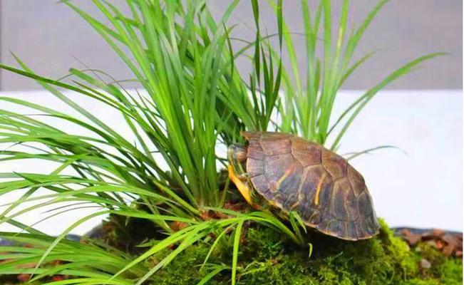 水菖蒲——一种优美的水生植物（生长环境、形态特征、生长习性、营养价值及药用价值）