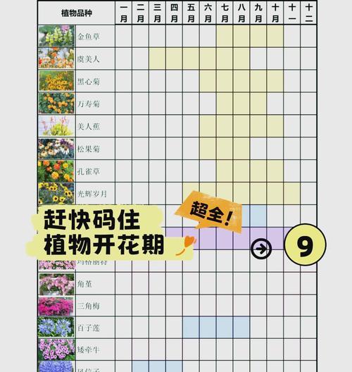 喷雪花花期及生长特点（短暂的美丽，开放时间表）