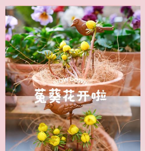 喷雪花花期及生长特点（短暂的美丽，开放时间表）