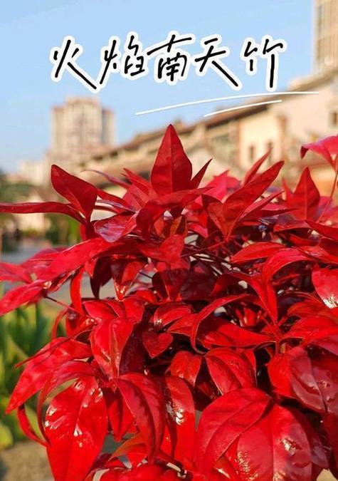 南天竹是裸子植物吗？（揭开南天竹裸子植物之谜）