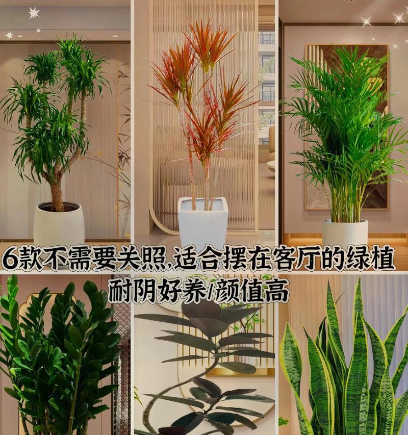 橡皮树的生长速度（一年能长多高？有什么影响因素？）