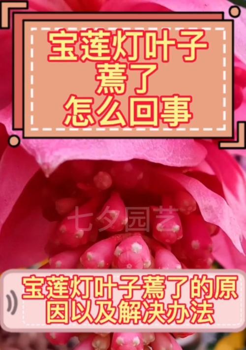 如何解决宝莲灯叶子卷边问题（探究叶子卷边原因，提供有效解决方法）