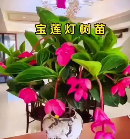 如何解决宝莲灯叶子卷边问题（探究叶子卷边原因，提供有效解决方法）