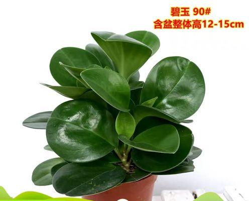 碧玉净化空气的神奇力量（探究碧玉吸甲醛的作用原理，打造健康舒适的室内环境）