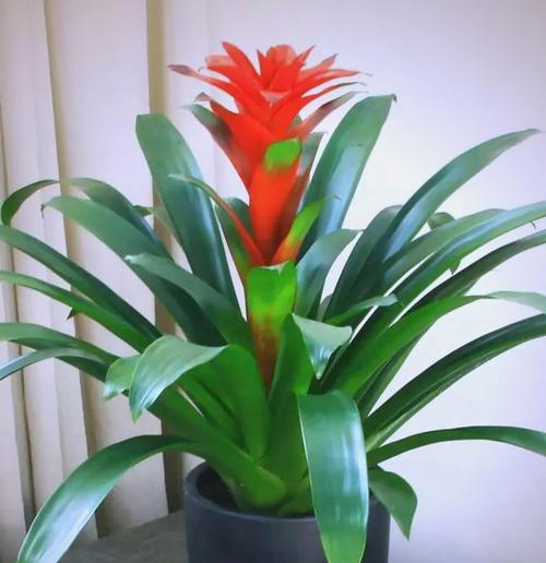 打造招财客厅，植物不可少（客厅摆放什么植物最好，八个小贴士帮你选对了）