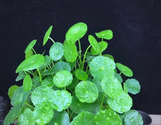 打造招财客厅，植物不可少（客厅摆放什么植物最好，八个小贴士帮你选对了）