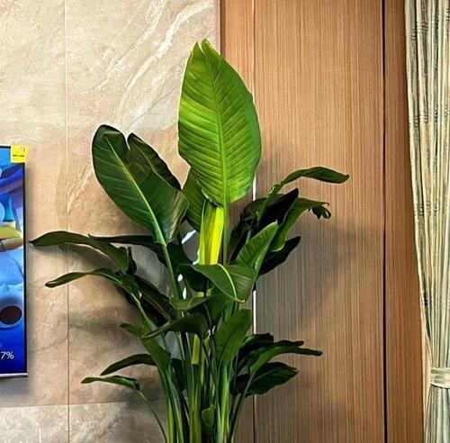 打造招财客厅，植物不可少（客厅摆放什么植物最好，八个小贴士帮你选对了）