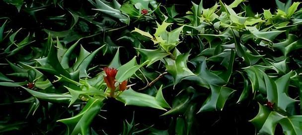 全身带刺的植物大盘点（了解这些全身带刺的植物，保持安全距离）