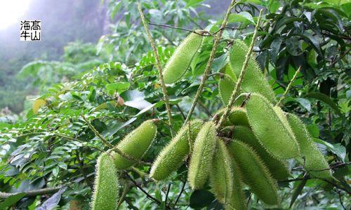 全身带刺的植物大盘点（了解这些全身带刺的植物，保持安全距离）