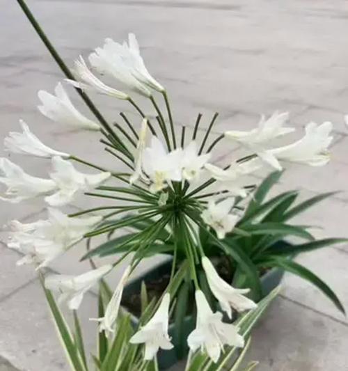 百子莲的花期与开花次数（了解百子莲的生长特征与花期，玩转园林美学）
