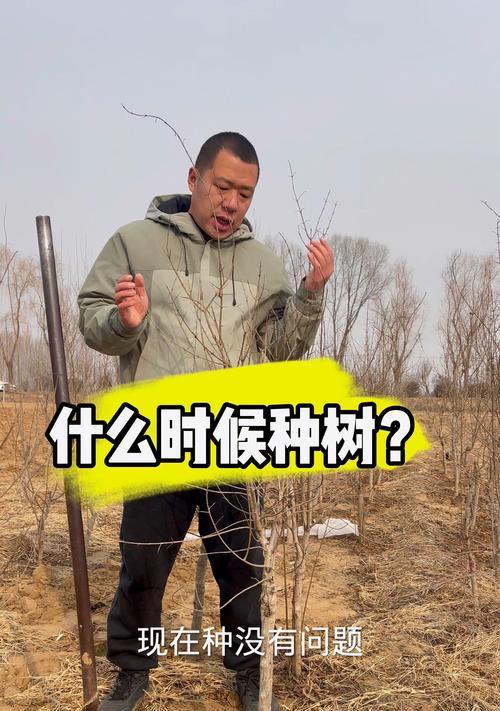石榴树的剪枝时间（掌握正确的石榴树剪枝时间，让石榴树更加健康）