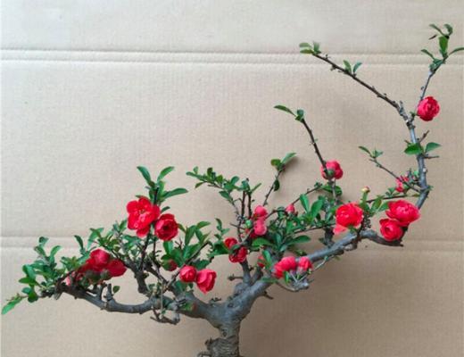 家庭种植海棠花的好处与方法（从种植到养护，让家里的海棠花盛开美丽）