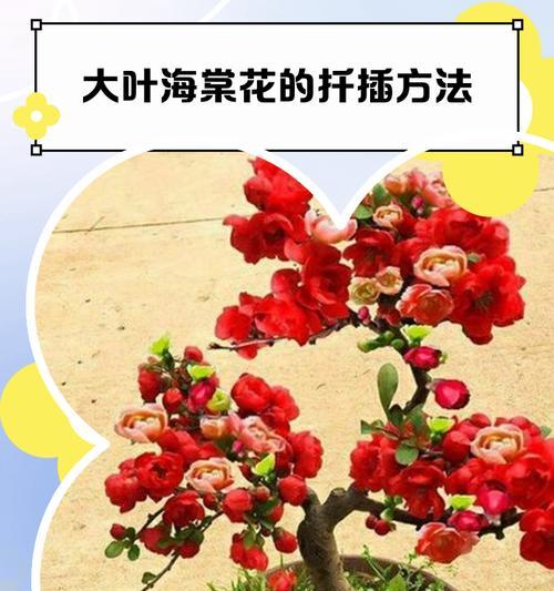 家庭种植海棠花的好处与方法（从种植到养护，让家里的海棠花盛开美丽）