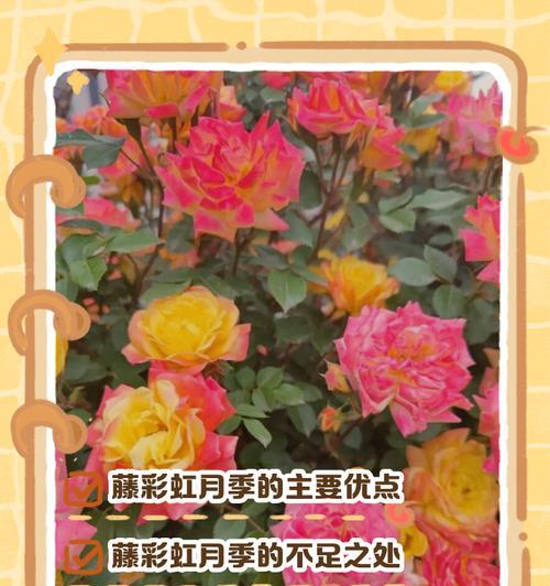 旋转木马月季的优缺点（欣赏与种植）