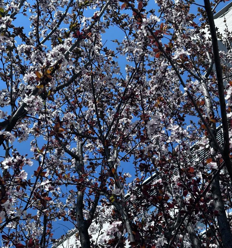 红叶李开花全面解析（美不胜收的春季景观）