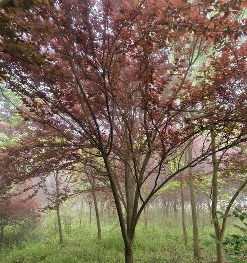 红叶李开花全面解析（美不胜收的春季景观）