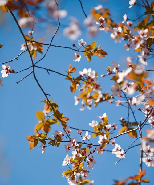 红叶李开花全面解析（美不胜收的春季景观）