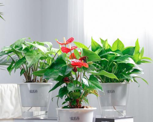办公室大厅装饰植物的选择（如何选取适合办公室大厅的装饰植物）