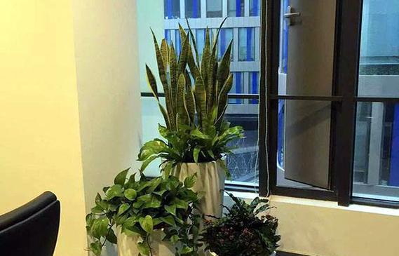 办公室大厅装饰植物的选择（如何选取适合办公室大厅的装饰植物）