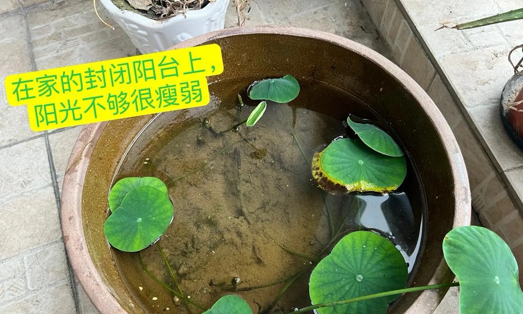 碗莲叶子烂了怎么办？（教你几招抢救烂叶子，让碗莲重焕生机）