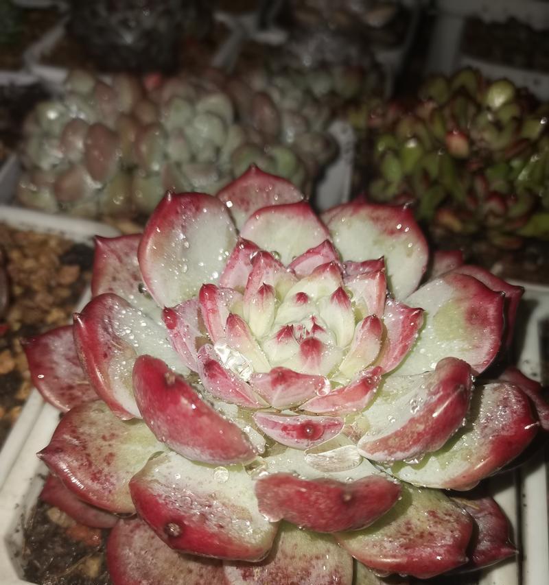 啤酒可以浇多肉吗？解读最新研究结果（多肉爱好者必看，啤酒除了喝还有这种神奇用途！）